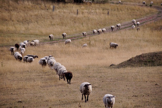 VOLTE AO CAMINHO